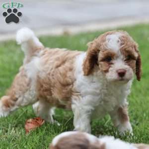 Sandy, Cavapoo Puppy